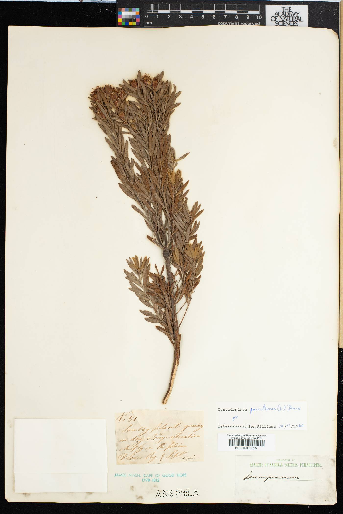 Leucadendron arcuatum image