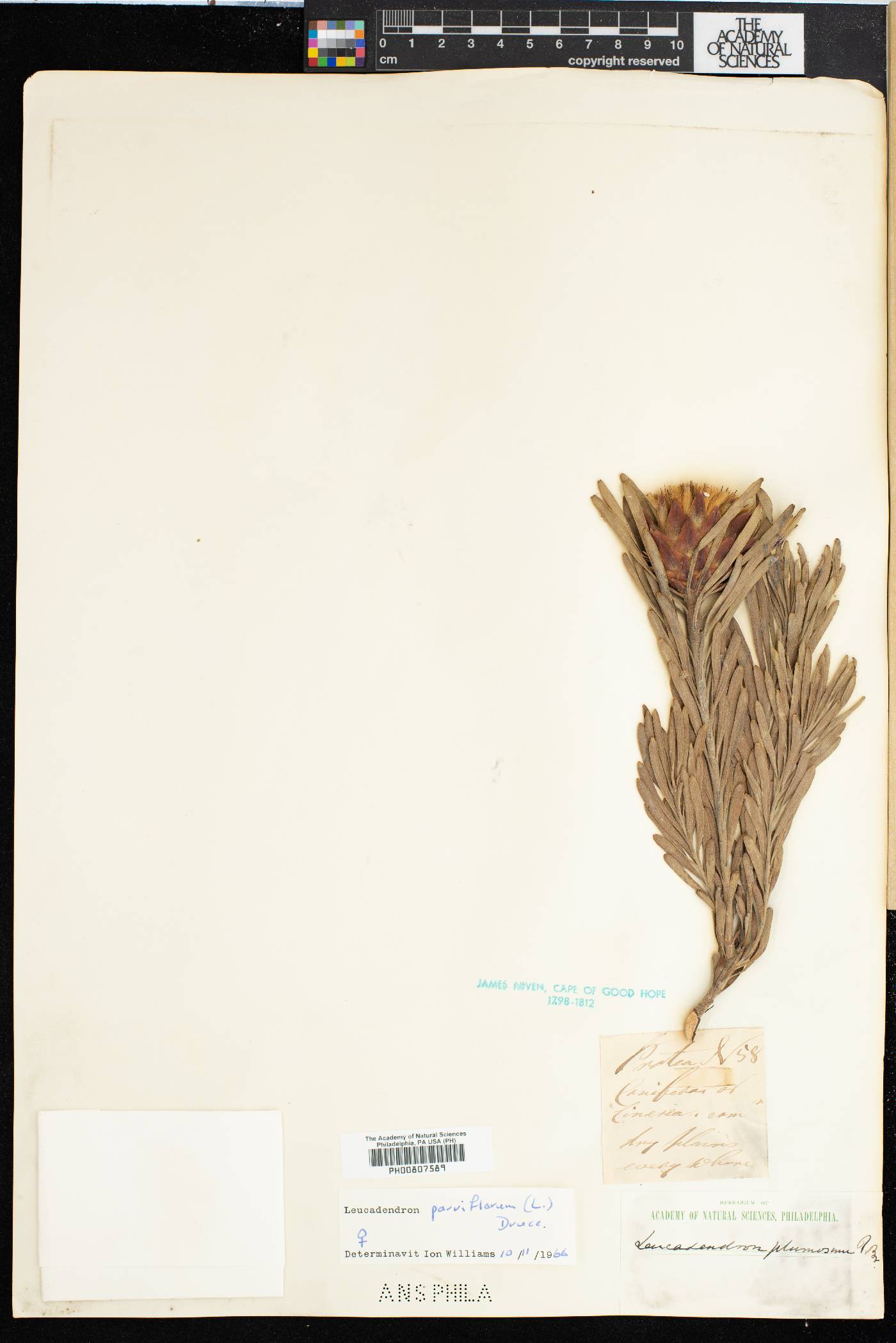 Leucadendron arcuatum image