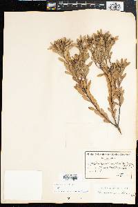 Leucadendron pubescens image