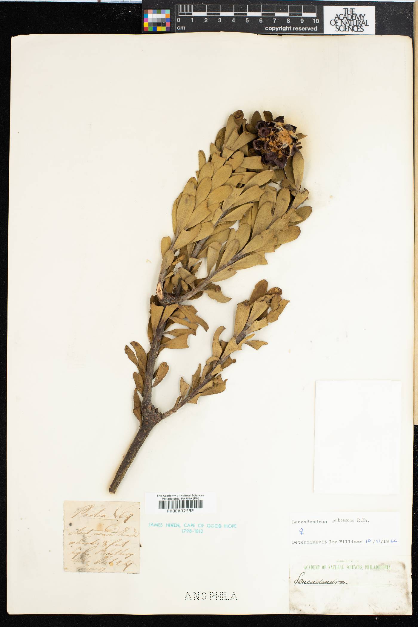 Leucadendron pubescens image