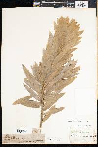 Leucadendron argenteum image
