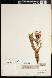 Image of Leucadendron chamelaea