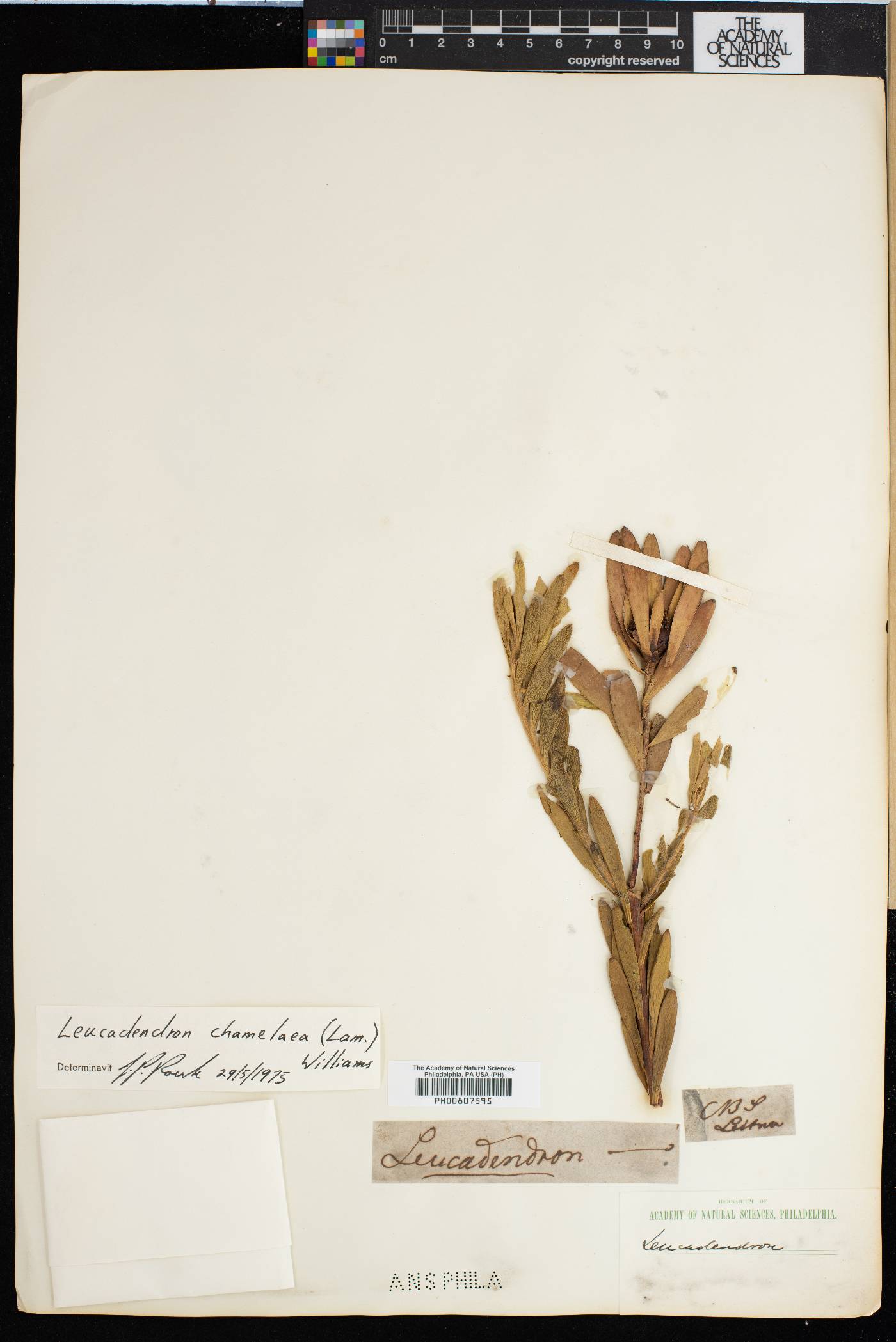 Leucadendron chamelaea image
