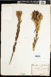 Leucadendron chamelaea image