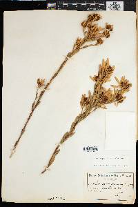Leucadendron chamelaea image