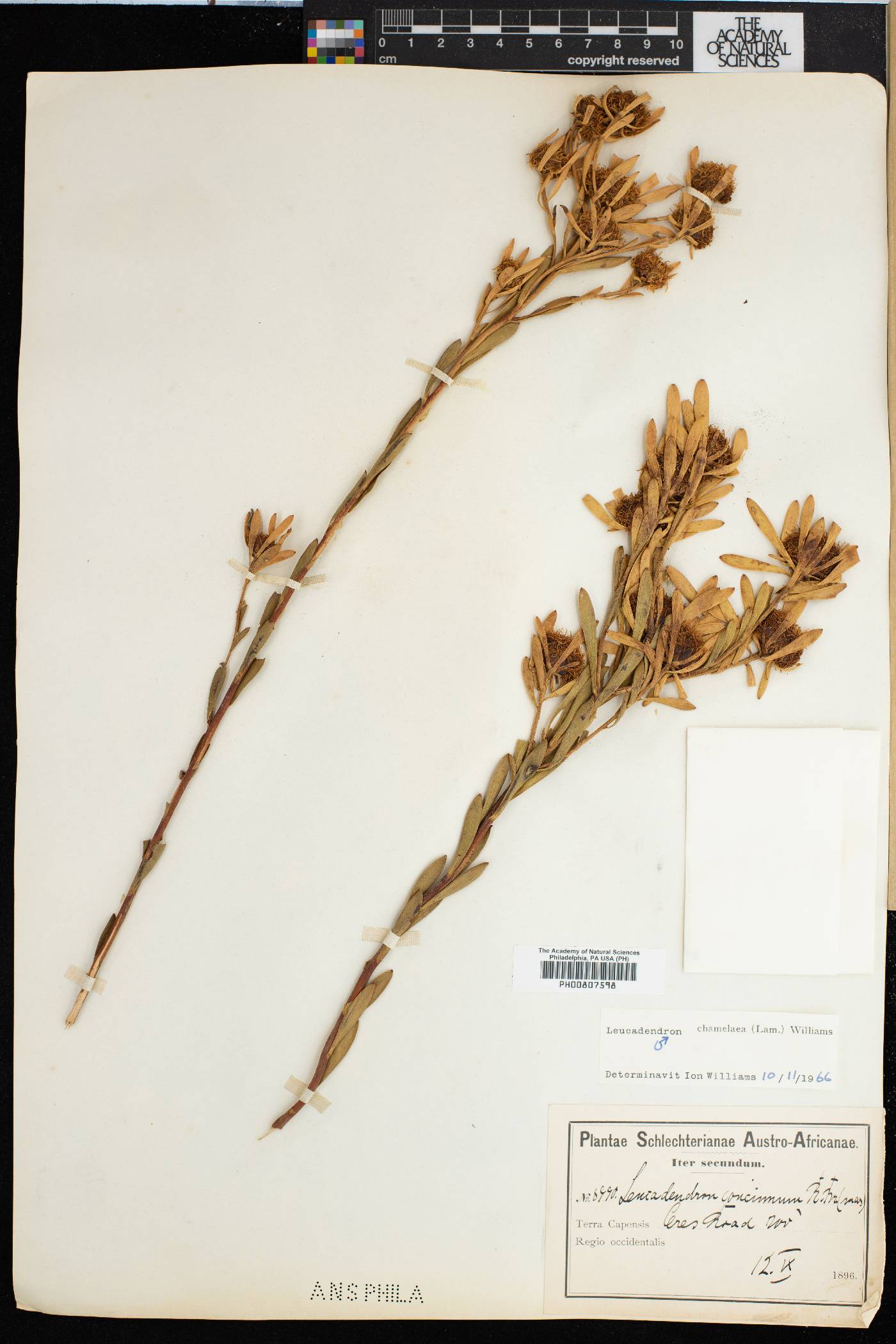 Leucadendron chamelaea image