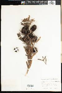 Image of Leucadendron coniferum