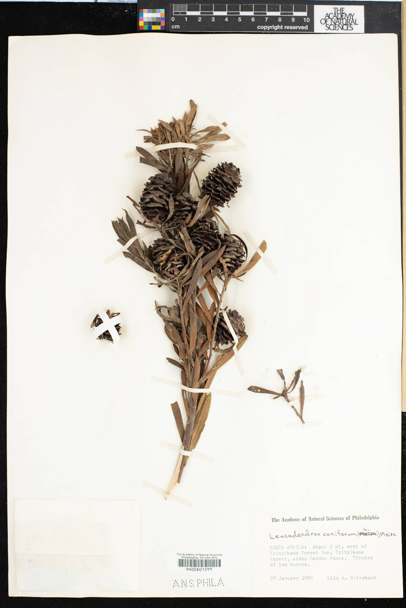 Leucadendron coniferum image
