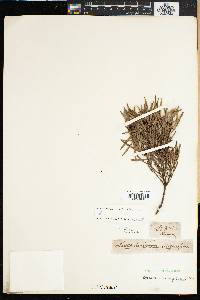 Leucadendron coniferum image