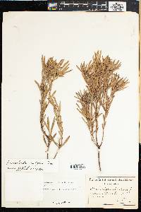 Leucadendron salignum image