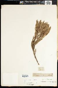 Leucadendron coniferum image