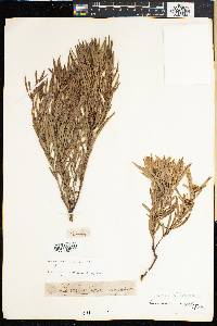 Leucadendron coniferum image