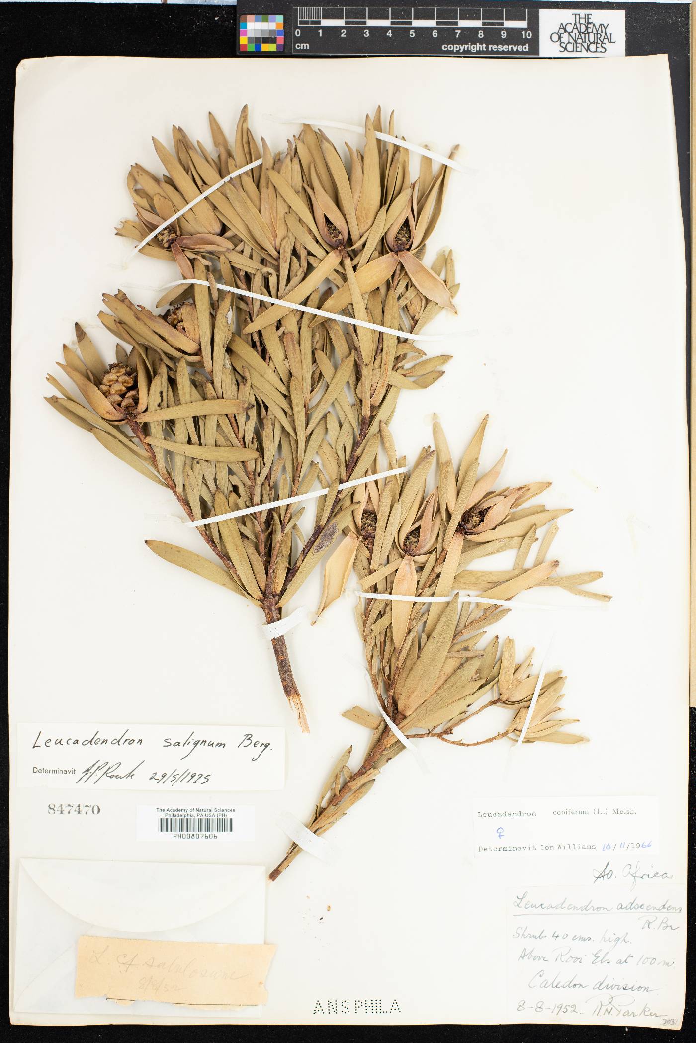 Leucadendron salignum image