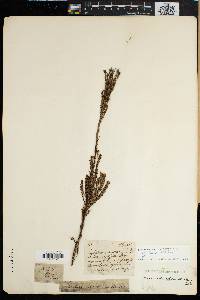 Leucadendron corymbosum image