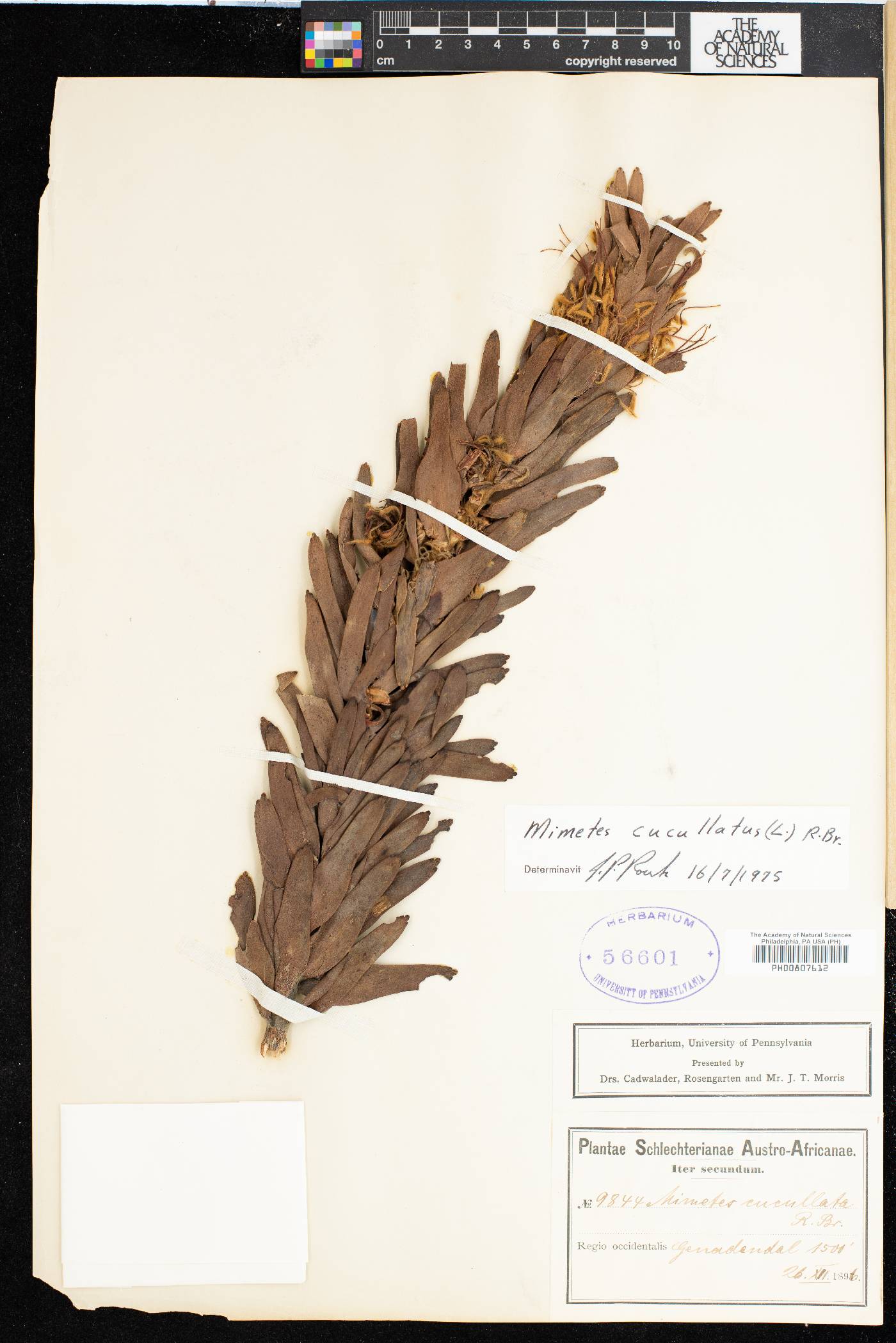 Mimetes cucullatus image