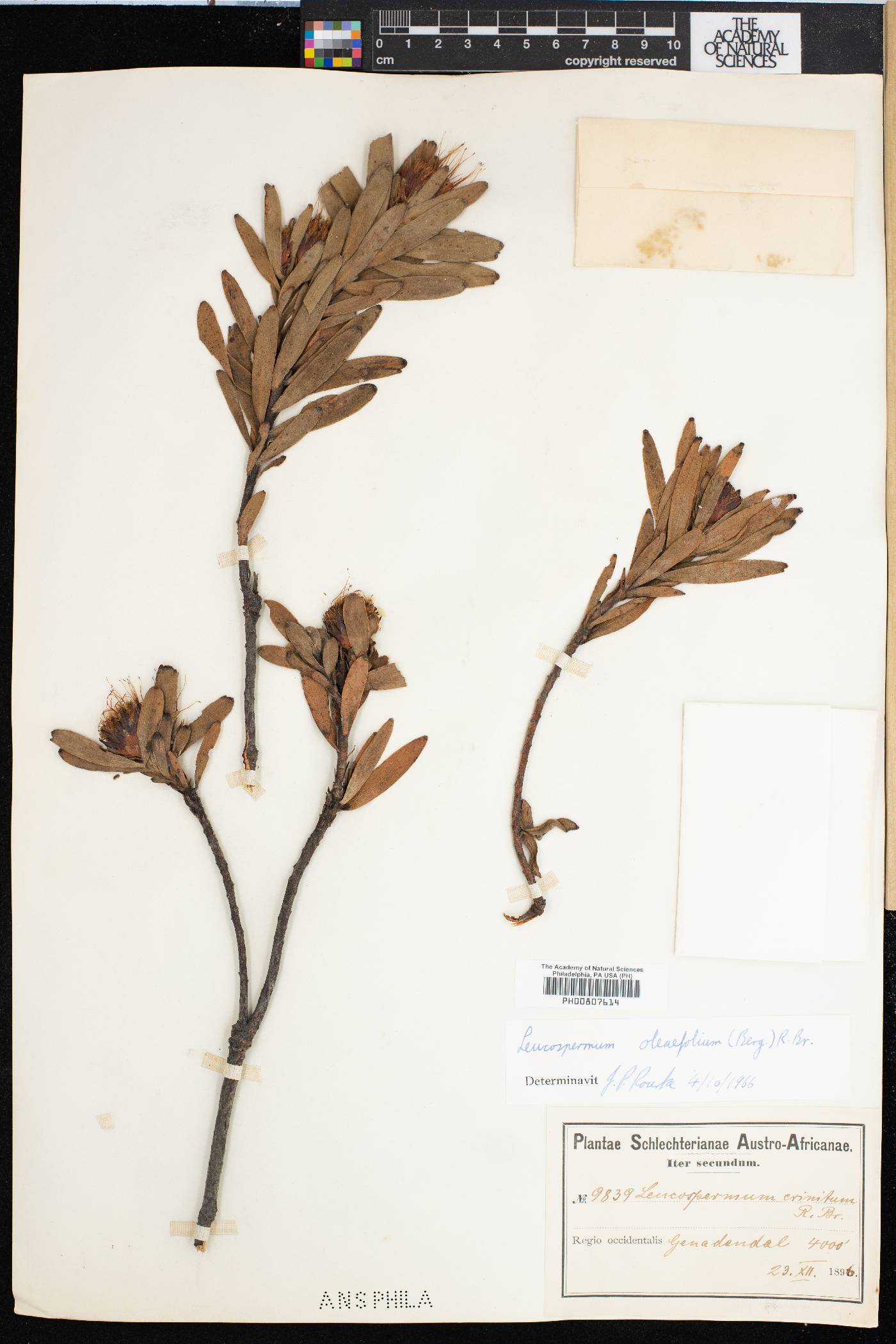 Leucospermum oleifolium image