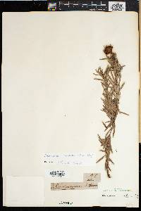 Image of Leucospermum prostratum