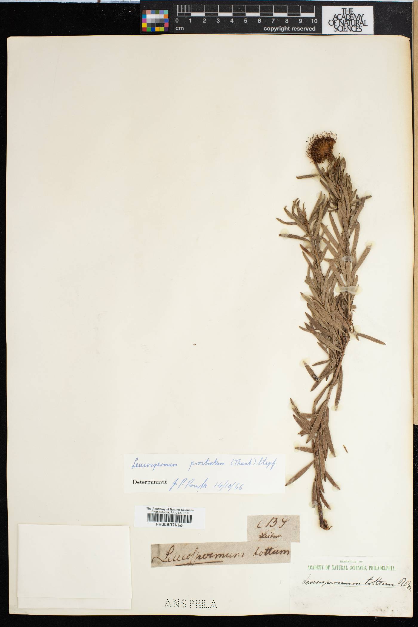 Leucospermum prostratum image