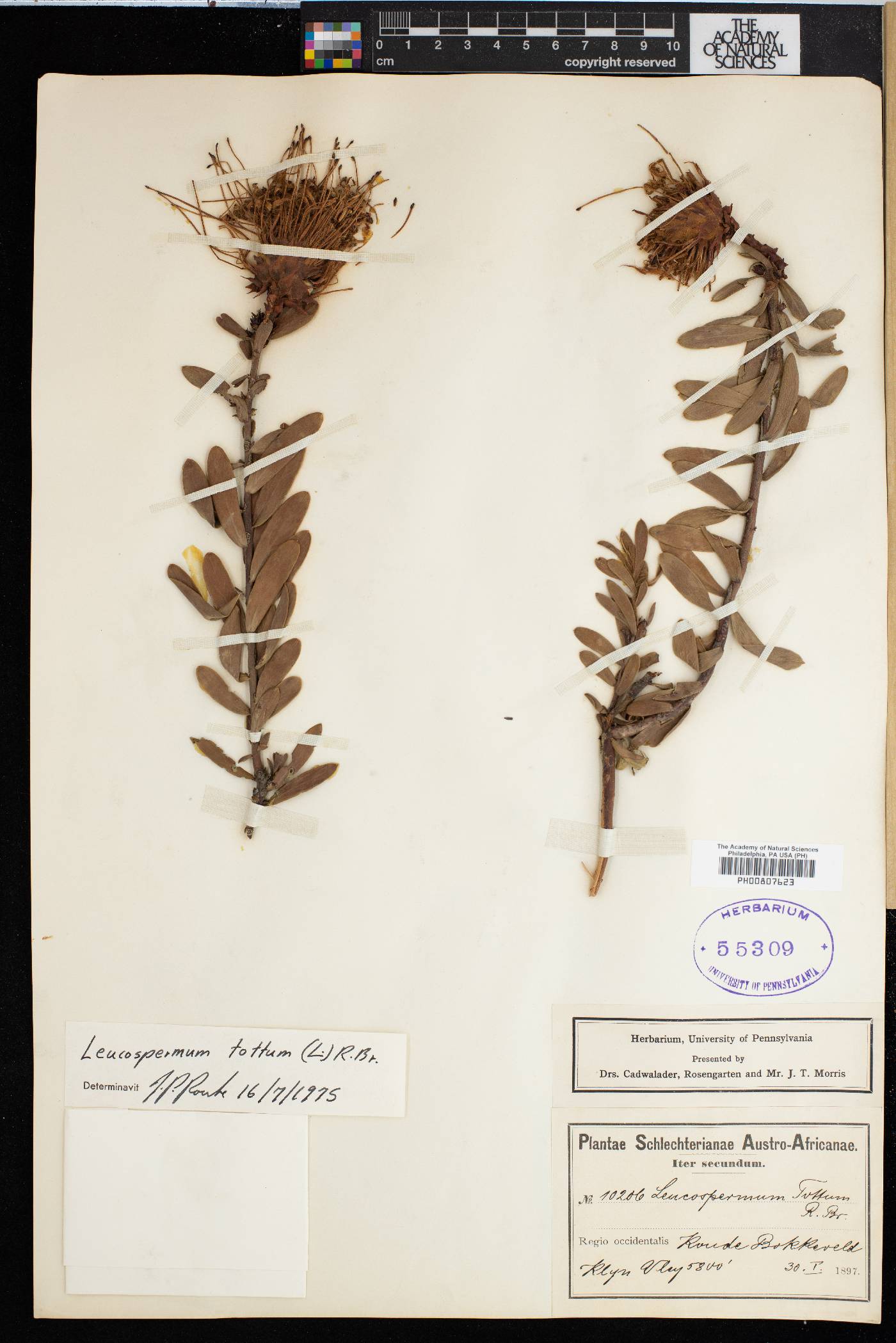 Leucospermum tottum image