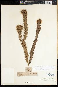 Leucospermum truncatulum image