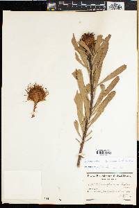 Leucospermum truncatulum image