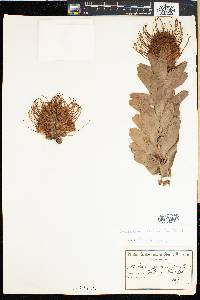 Image of Leucospermum vestitum