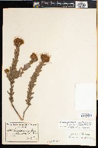 Image of Leucospermum calligerum