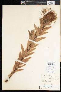 Leucospermum cuneiforme image