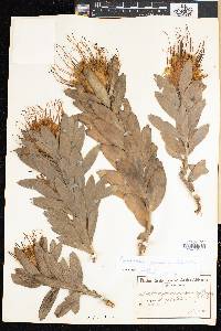 Leucospermum grandiflorum image