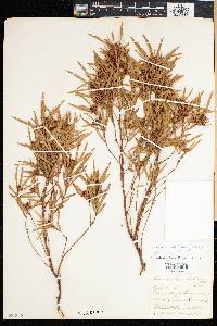 Image of Leucadendron salicifolium