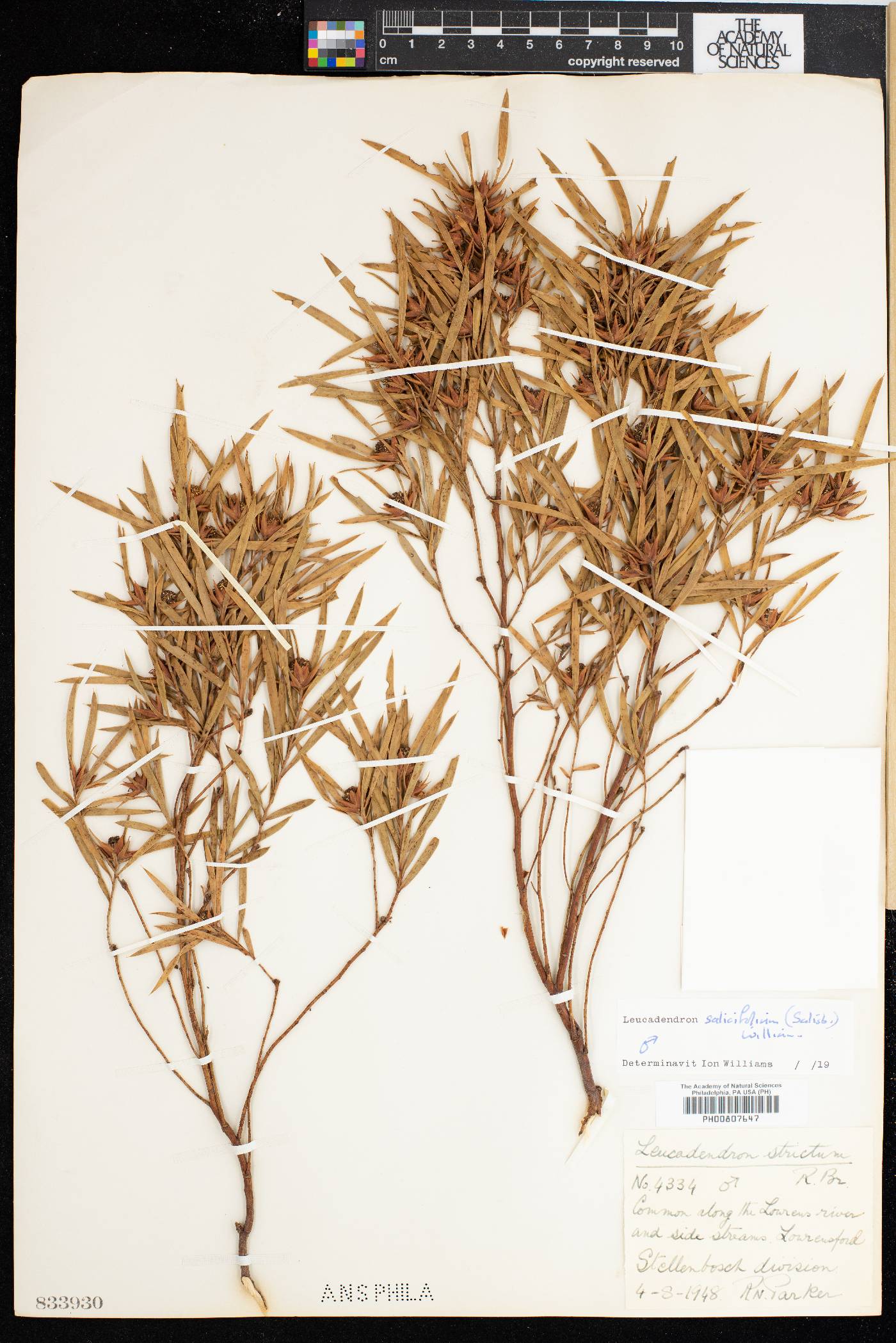 Leucadendron salicifolium image
