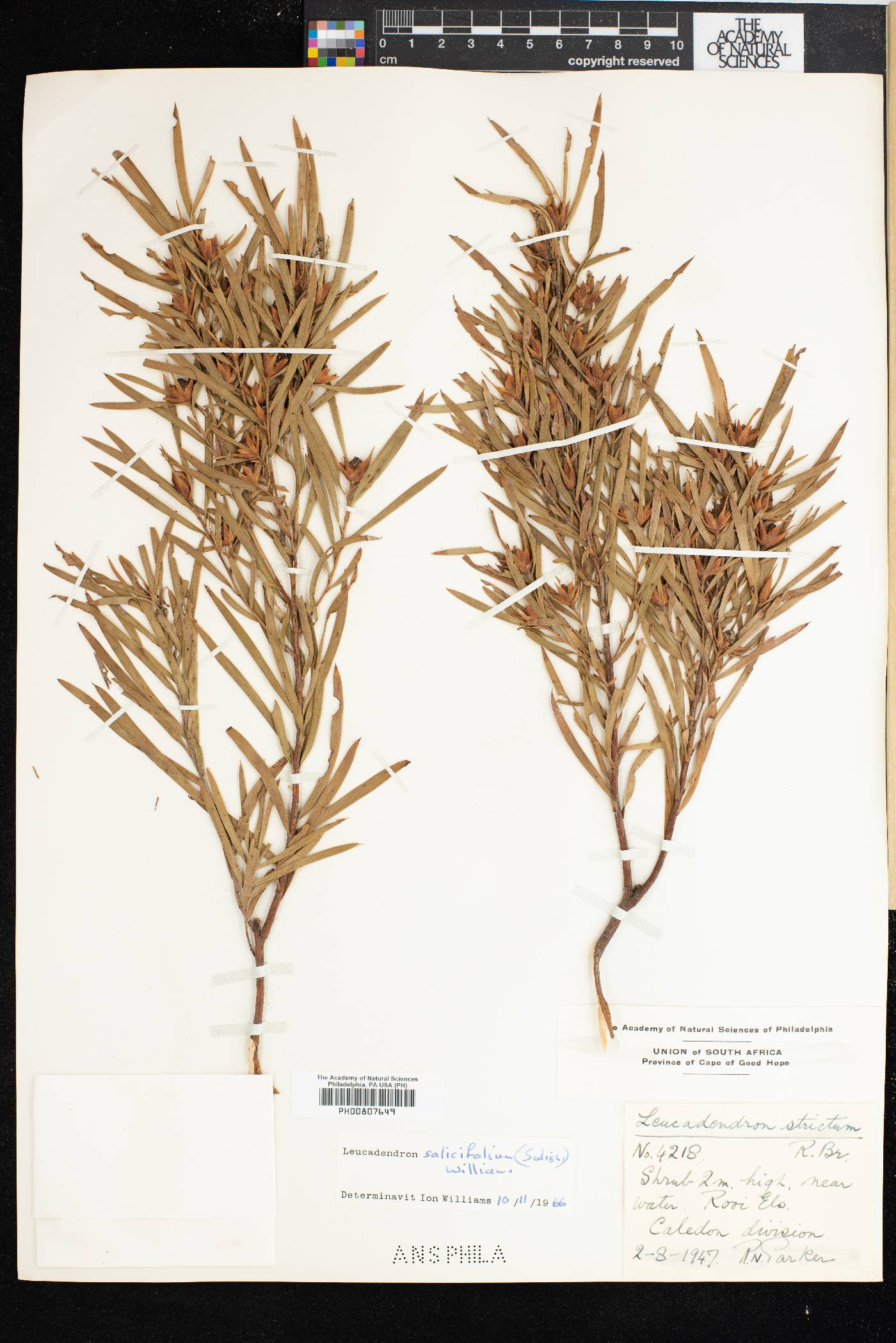 Leucadendron salicifolium image