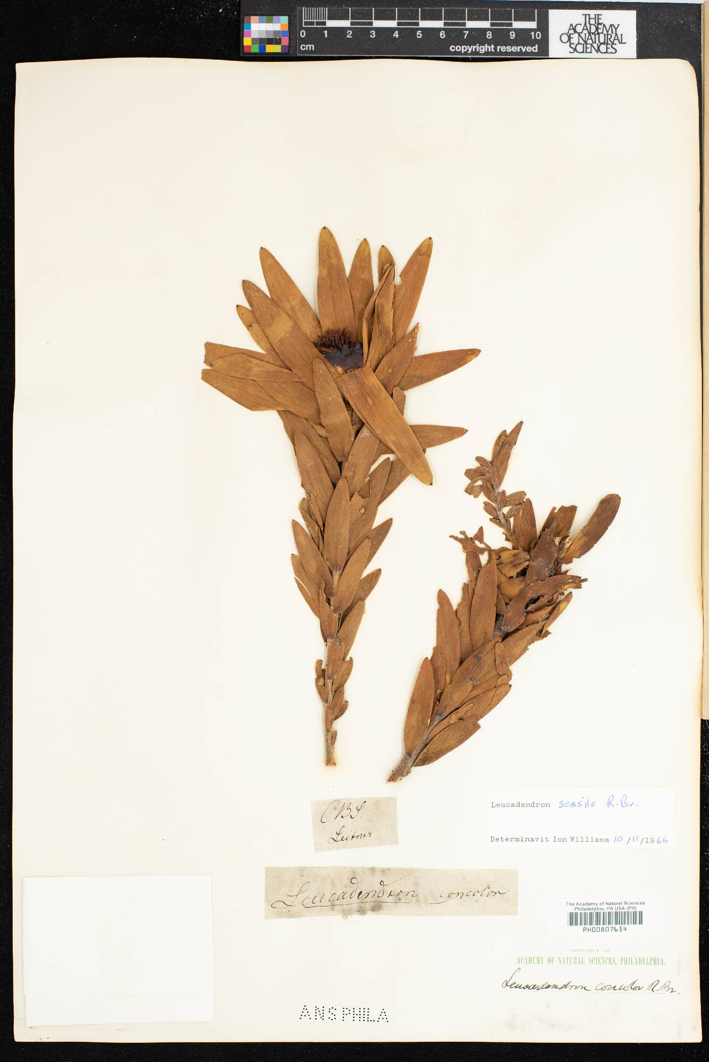 Leucadendron sessile image