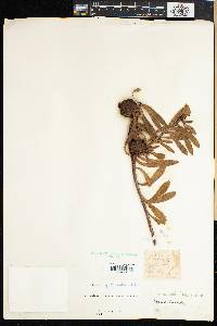 Leucadendron spathulatum image