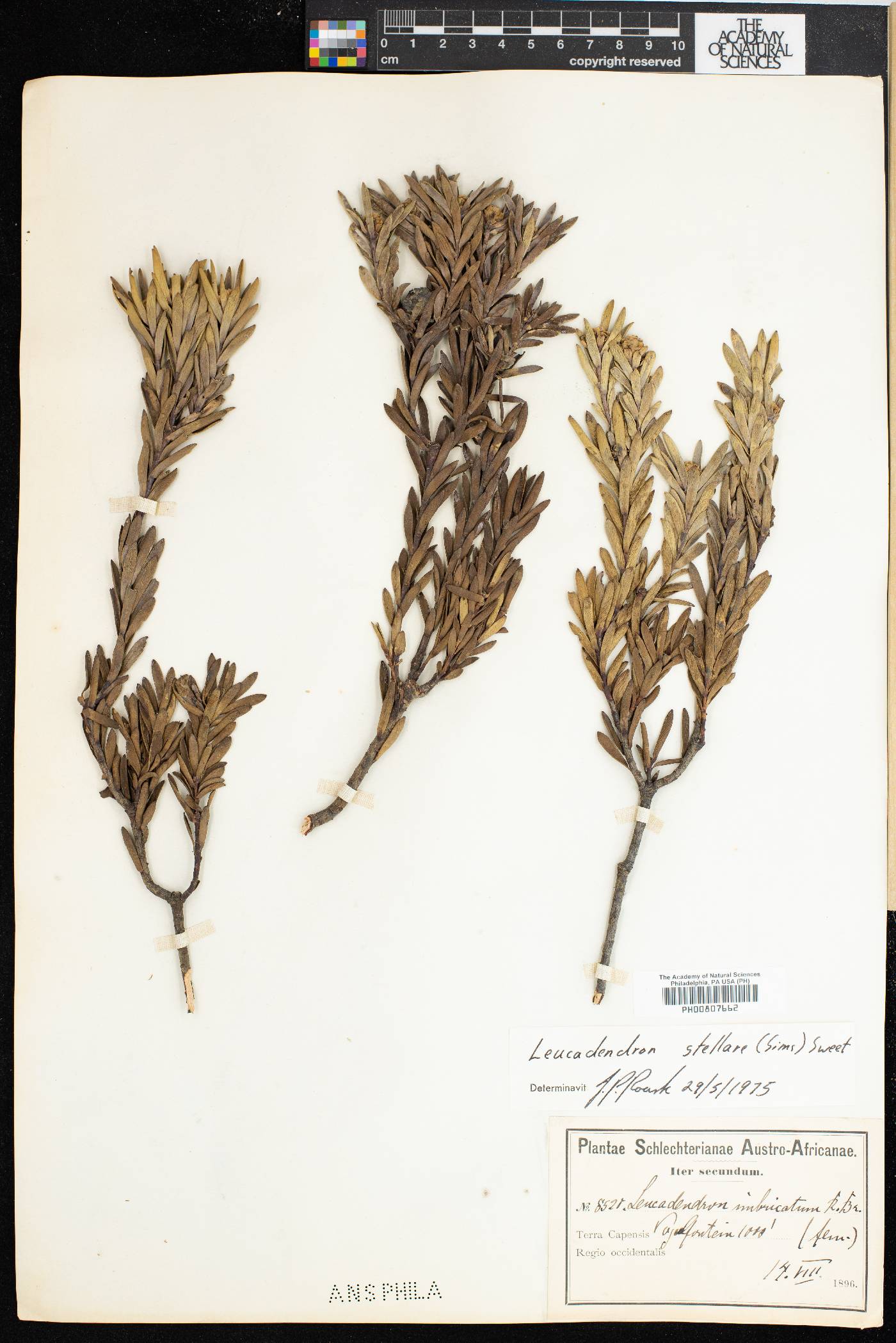 Leucadendron stellare image