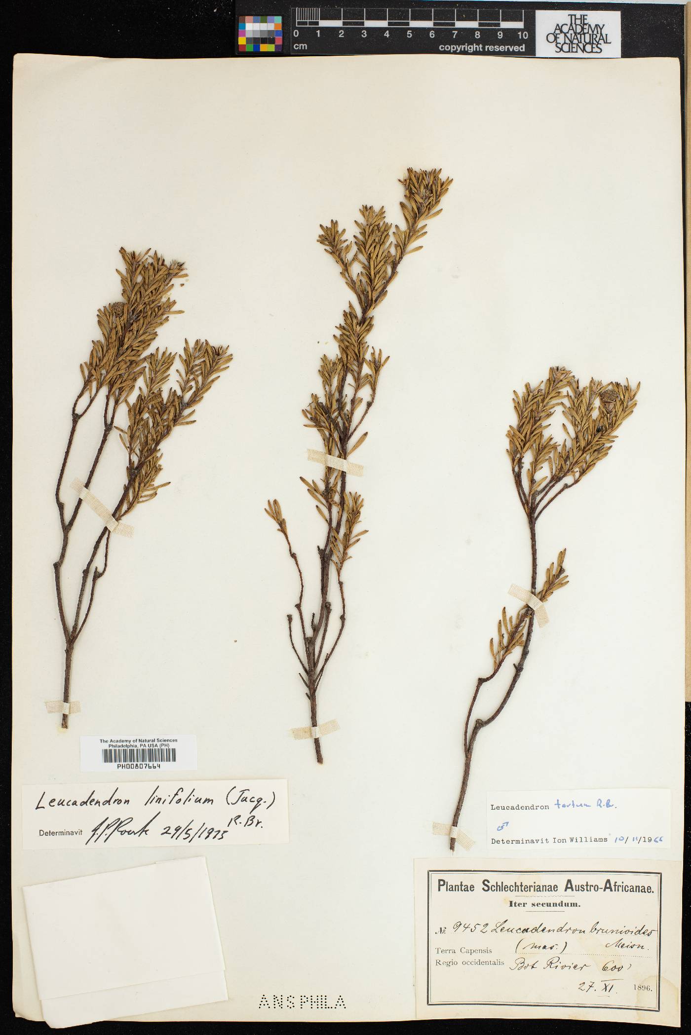 Leucadendron linifolium image