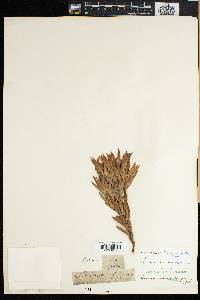 Image of Leucadendron xanthoconus