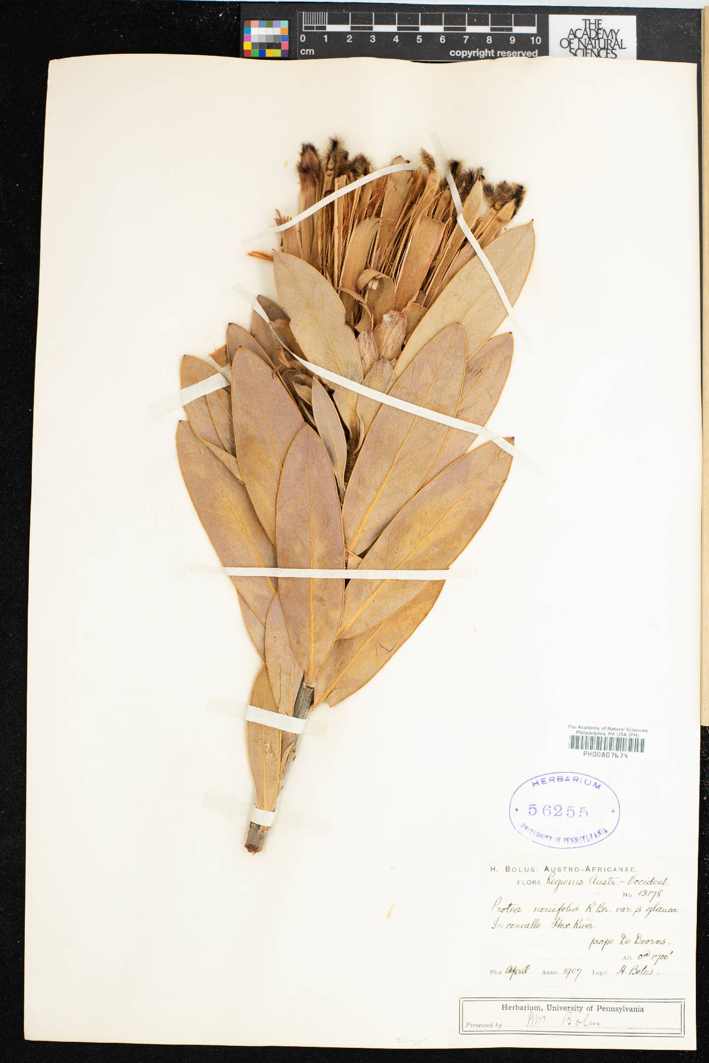 Protea neriifolia image