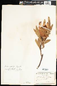 Image of Protea burchellii