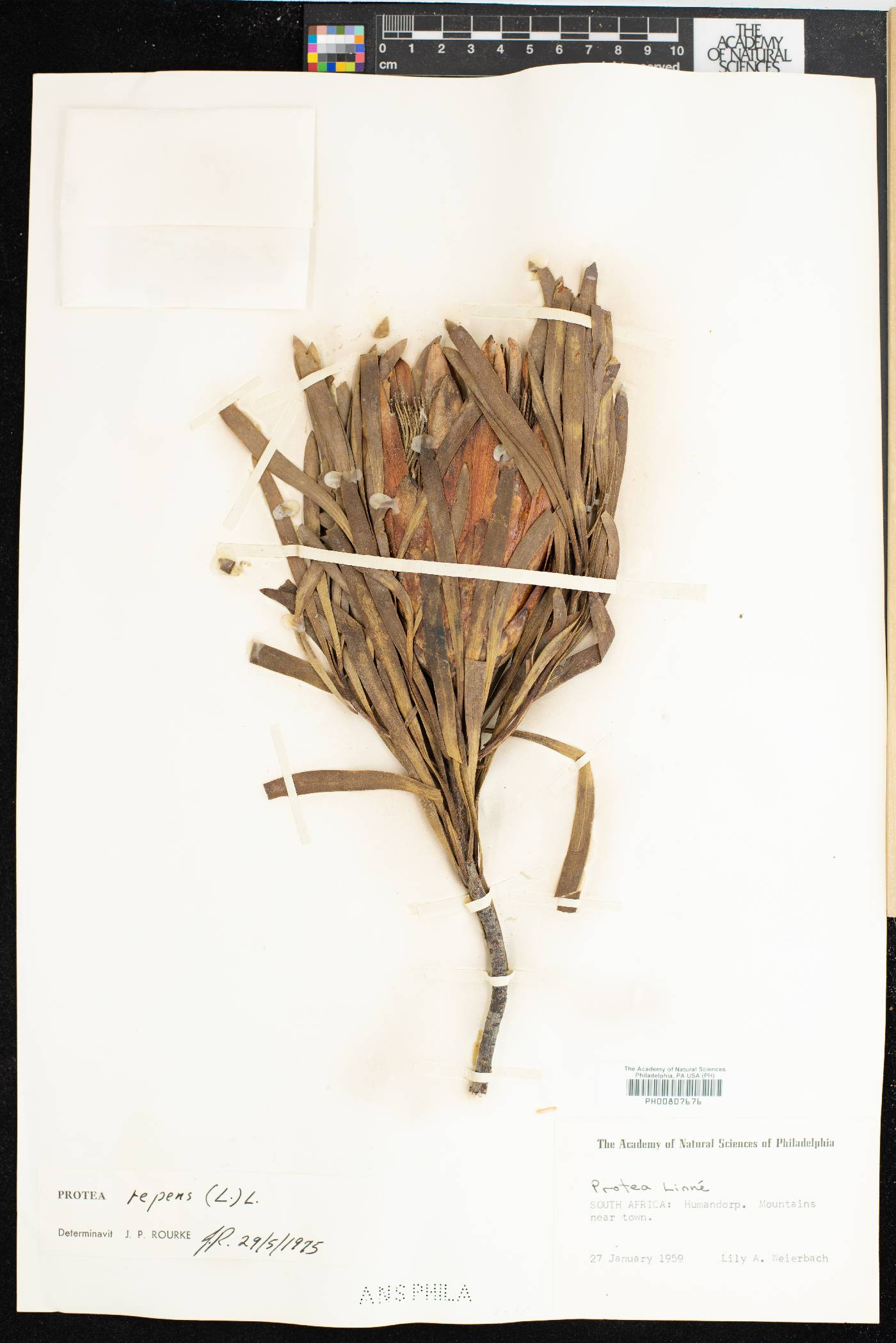Protea repens image