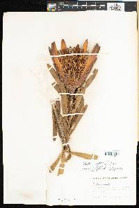 Protea repens image