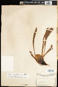 Image of Protea scabriuscula