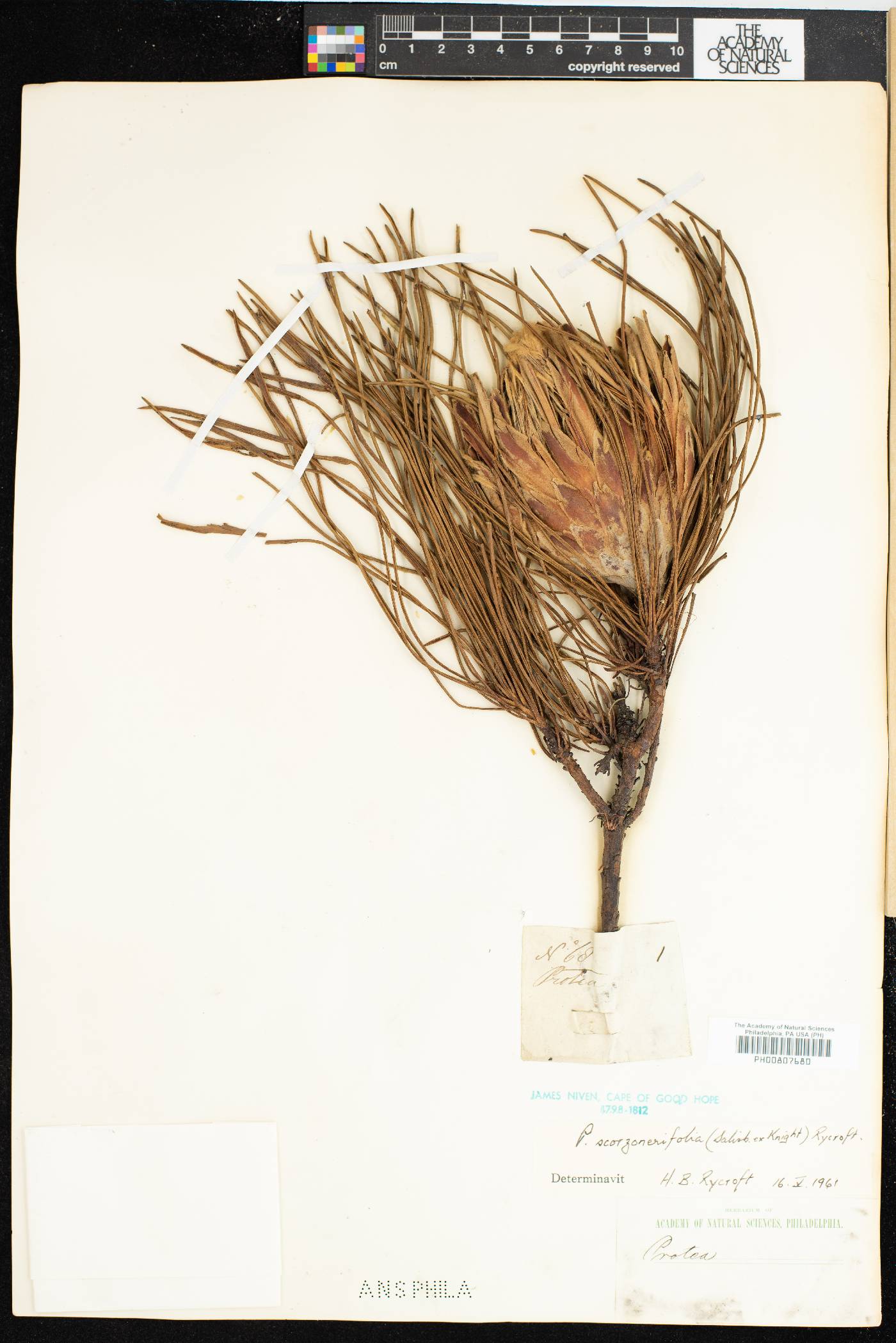 Protea scorzonerifolia image