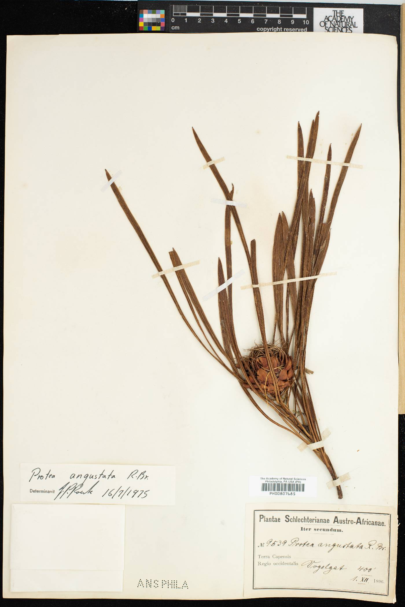 Protea angustata image