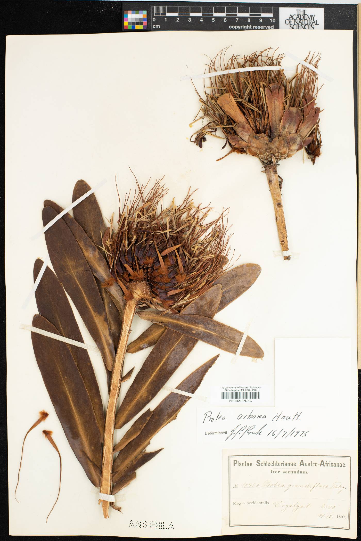 Protea arborea image