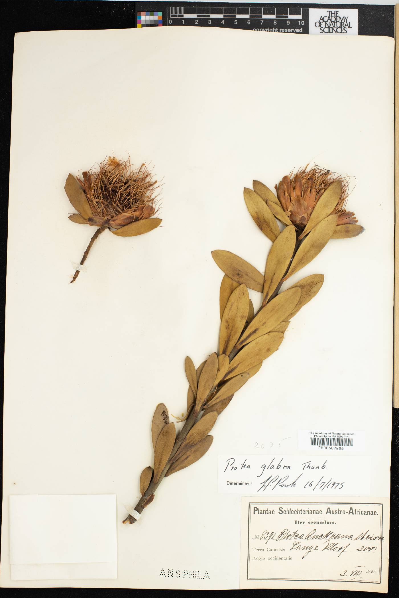 Protea glabra image