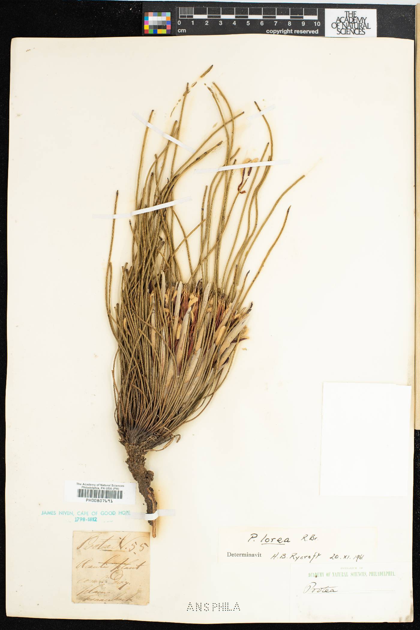 Protea lorea image