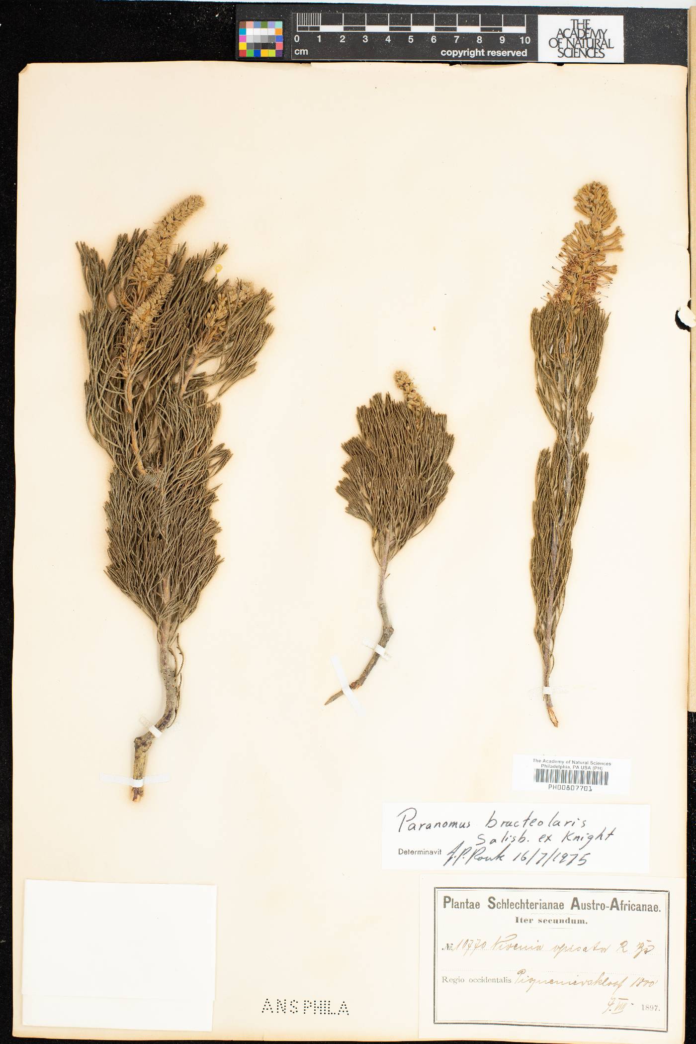 Paranomus bracteolaris image