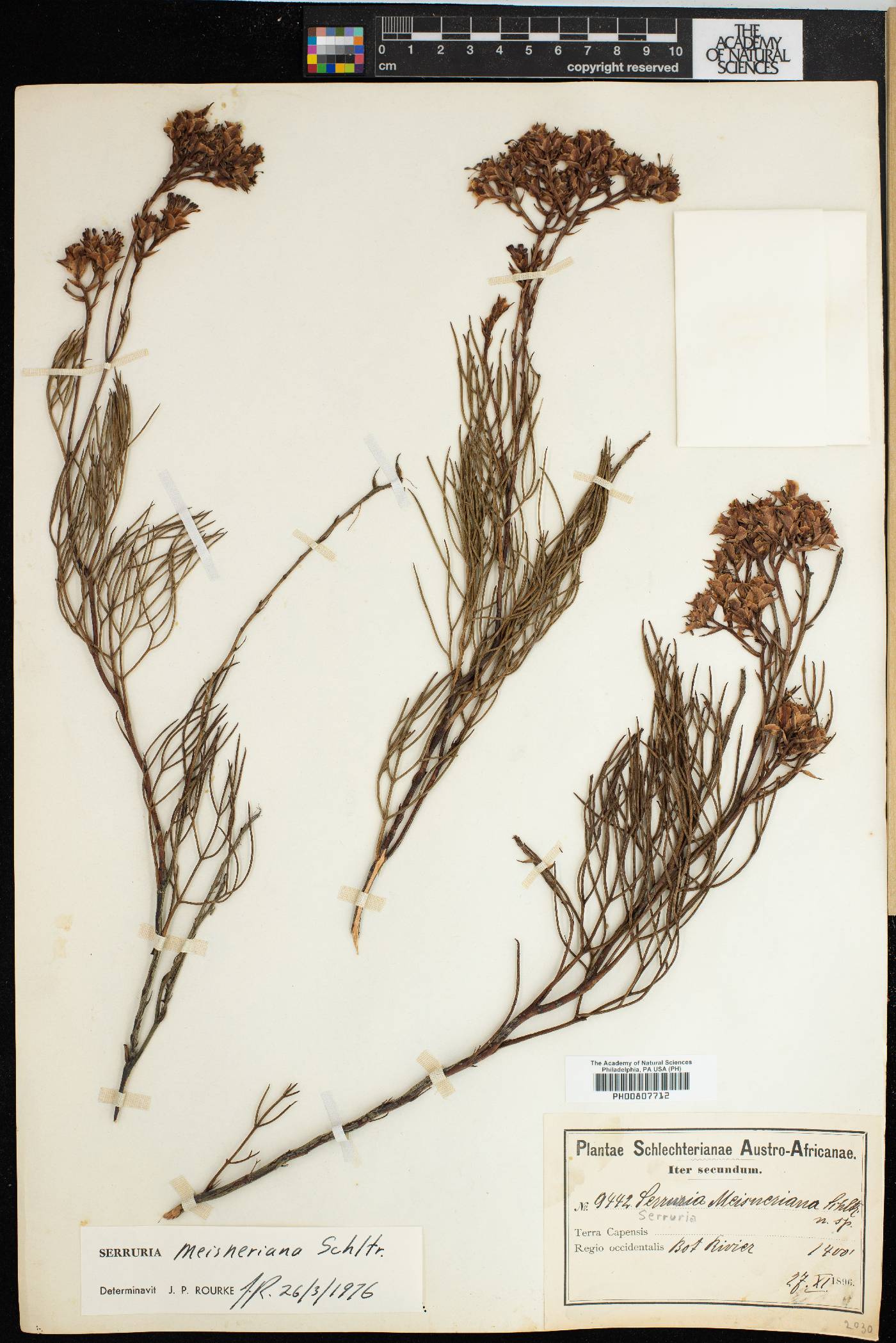 Serruria meisneriana image