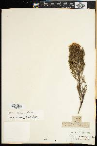 Image of Serruria kraussii